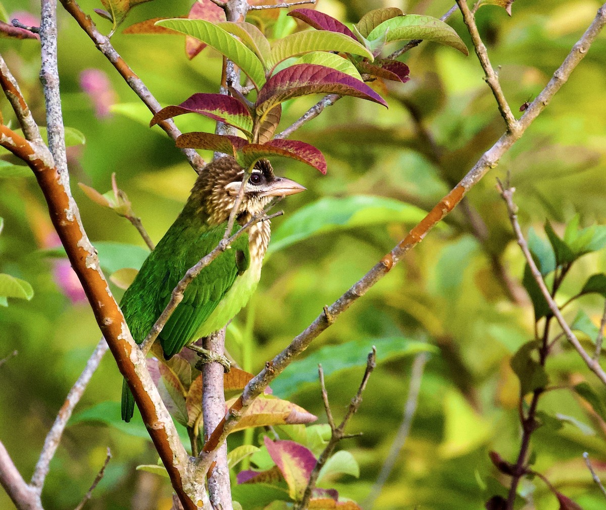 White-cheeked Barbet - ML644302712
