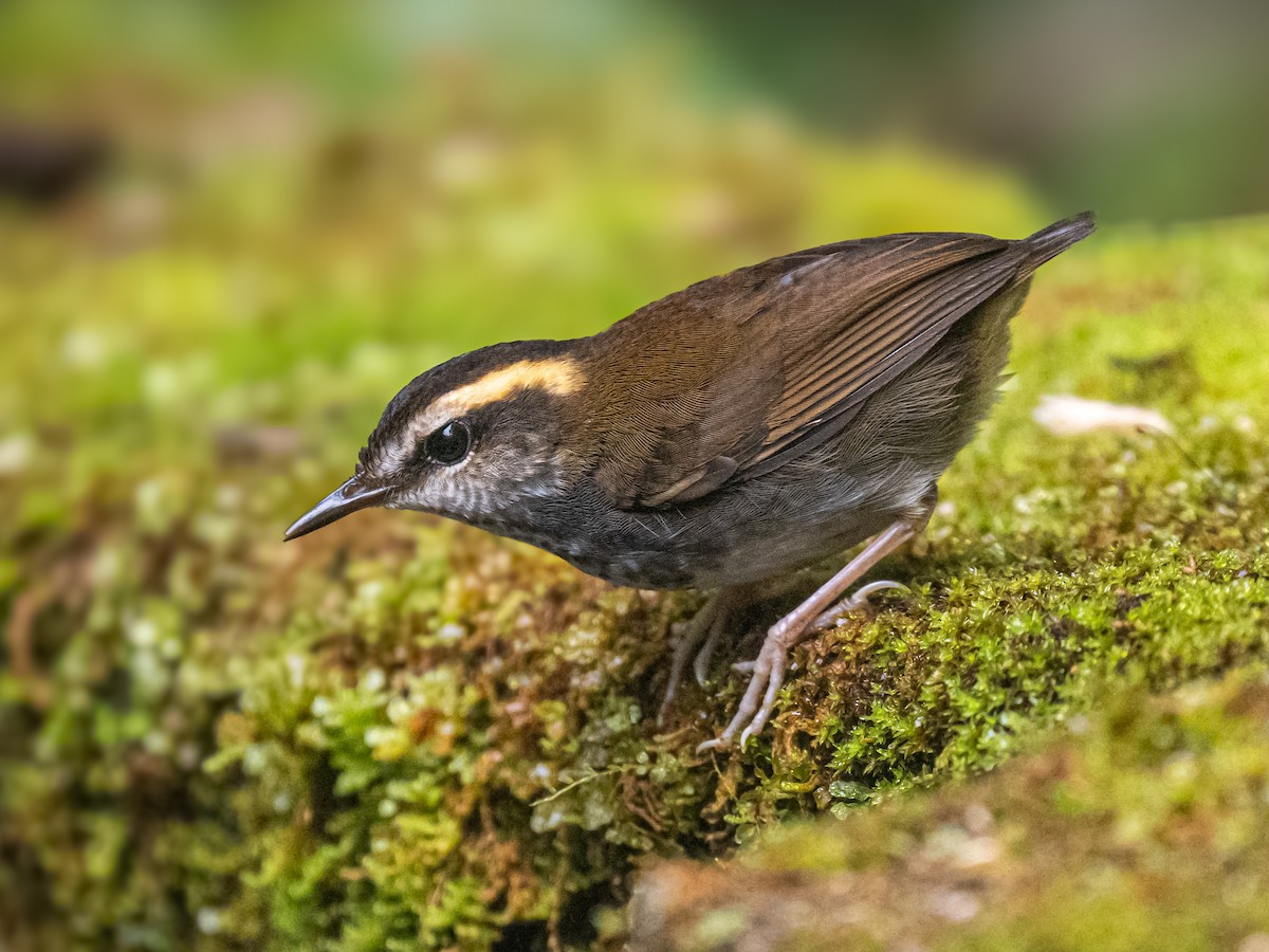 Bornean Stubtail - ML644302716