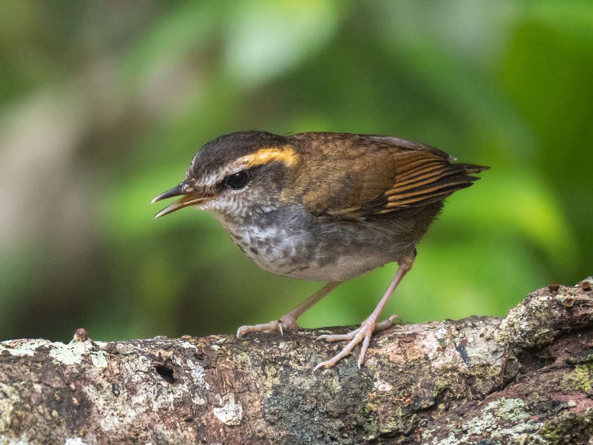 Bornean Stubtail - ML644302717