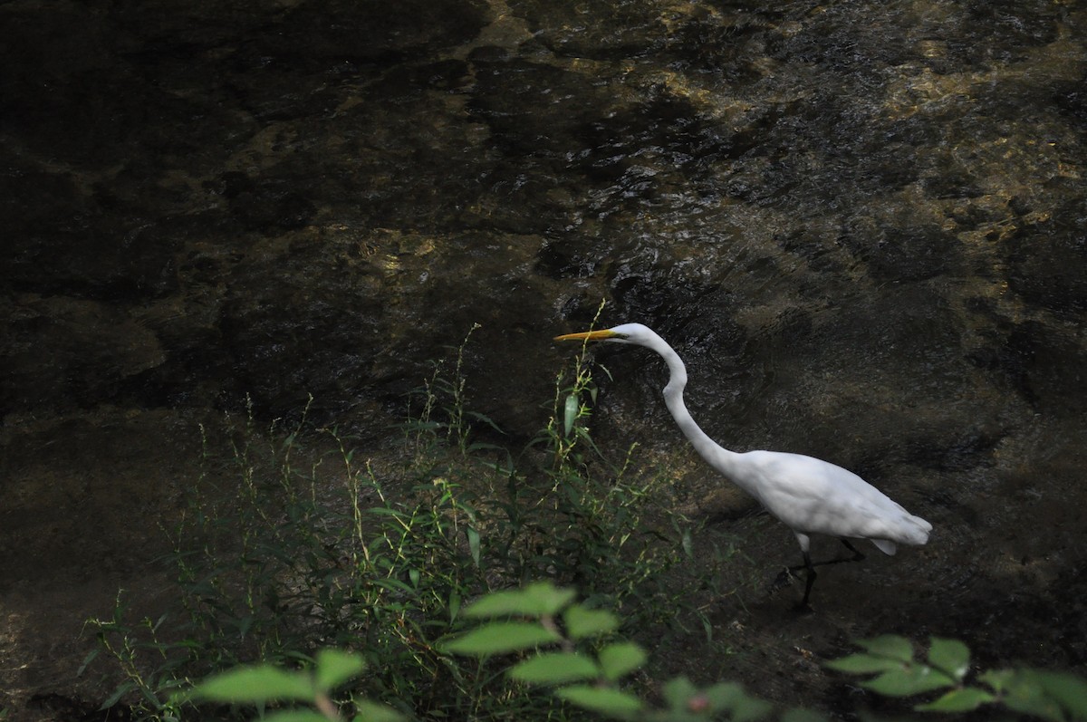 volavka bílá - ML644302721