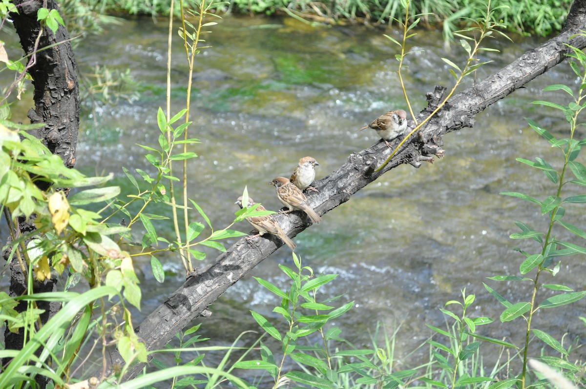 Ağaç Serçesi - ML644302723