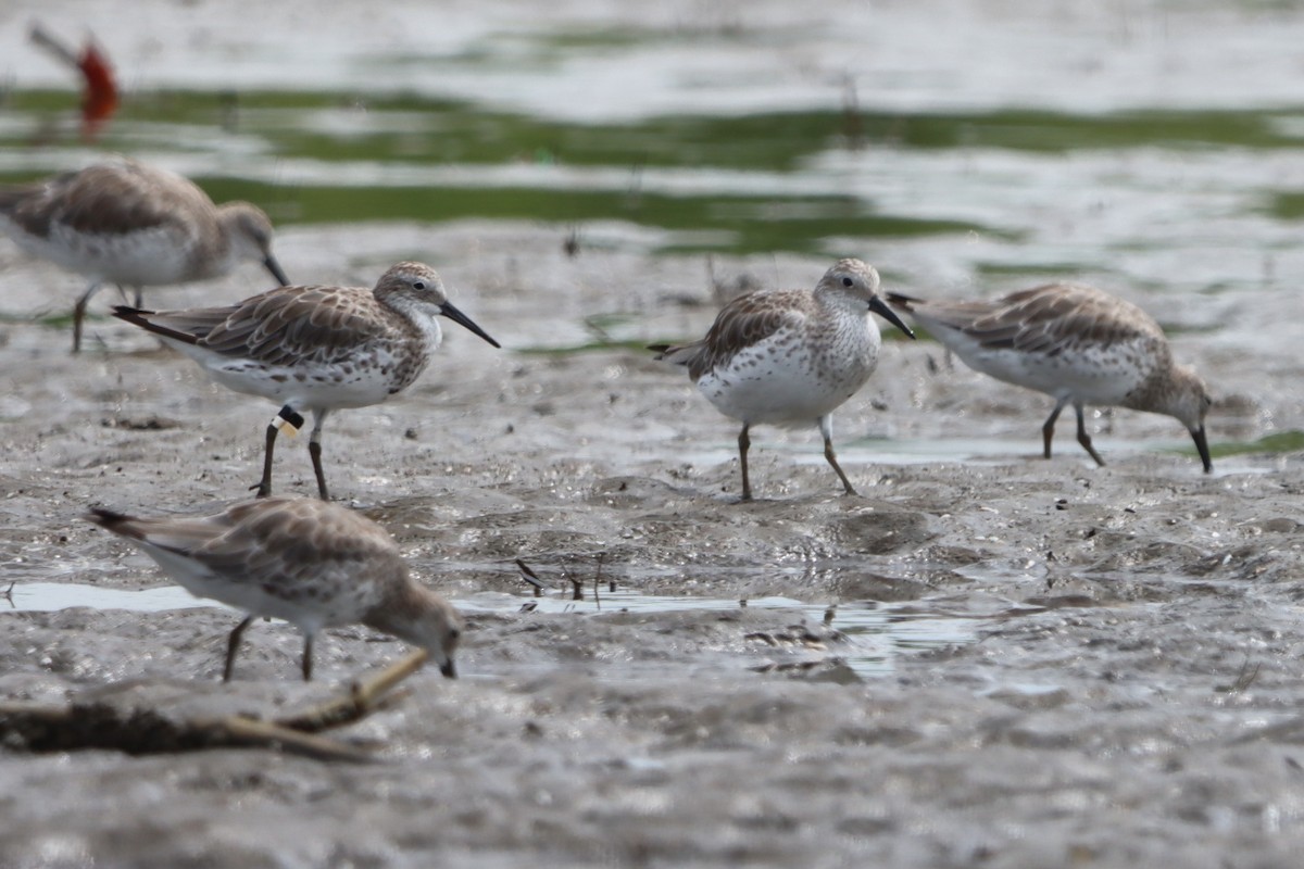 オバシギ - ML644302726