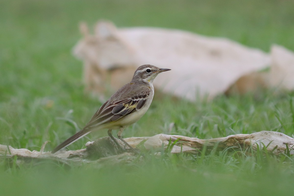 gulerle - ML644302741