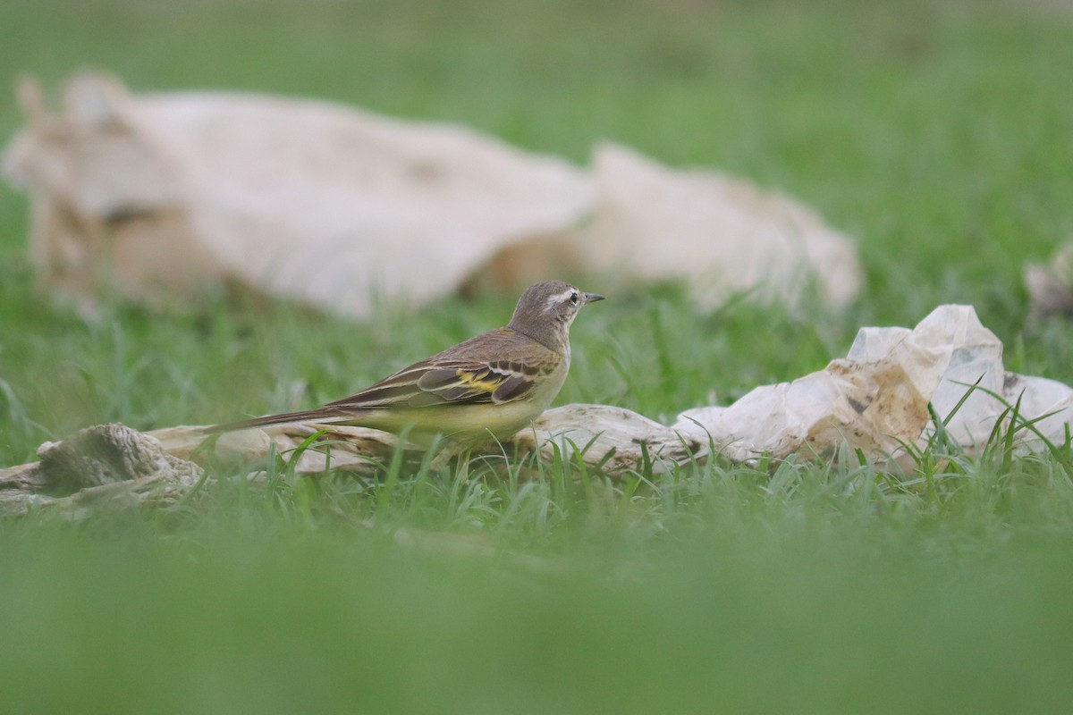 gulerle - ML644302742