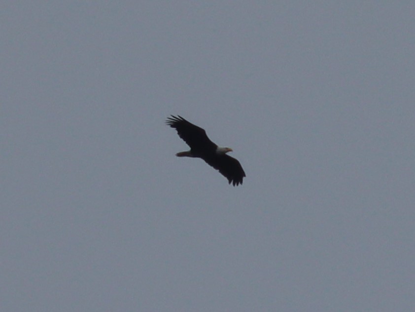 Bald Eagle - ML644302746