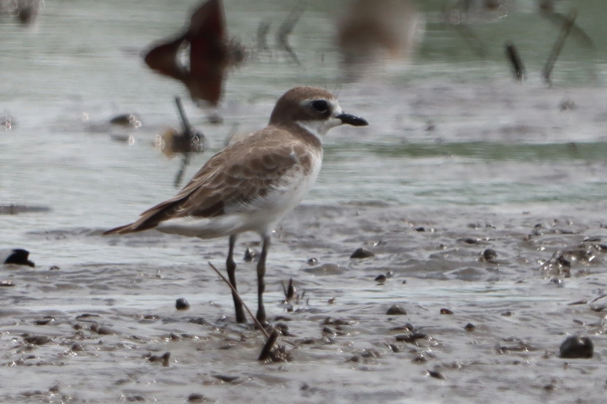 Kolymaregenpfeifer - ML644302748