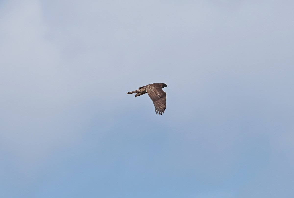 Үлэг харцага - ML644302770