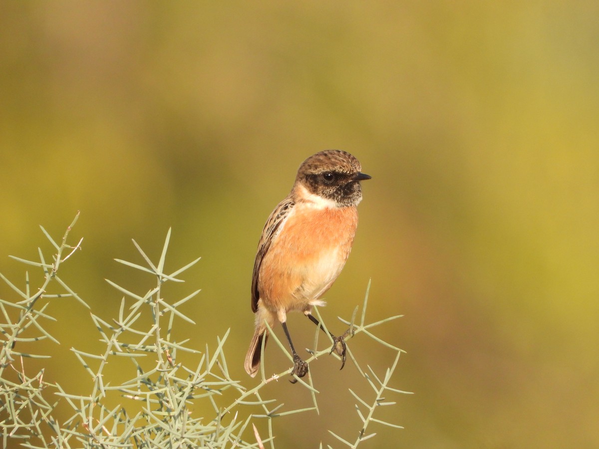 European Stonechat - ML644302773