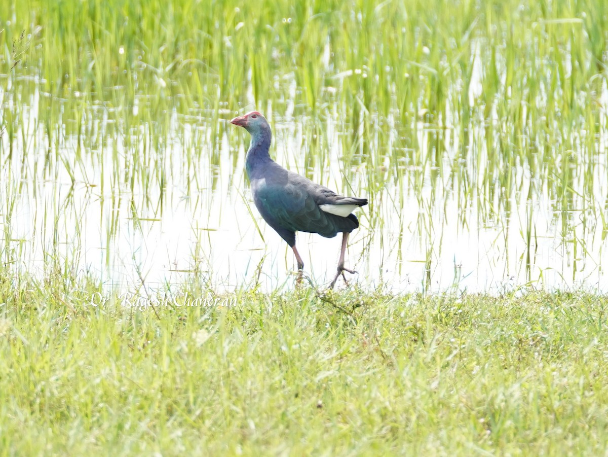 灰頭紫水雞 - ML644302801