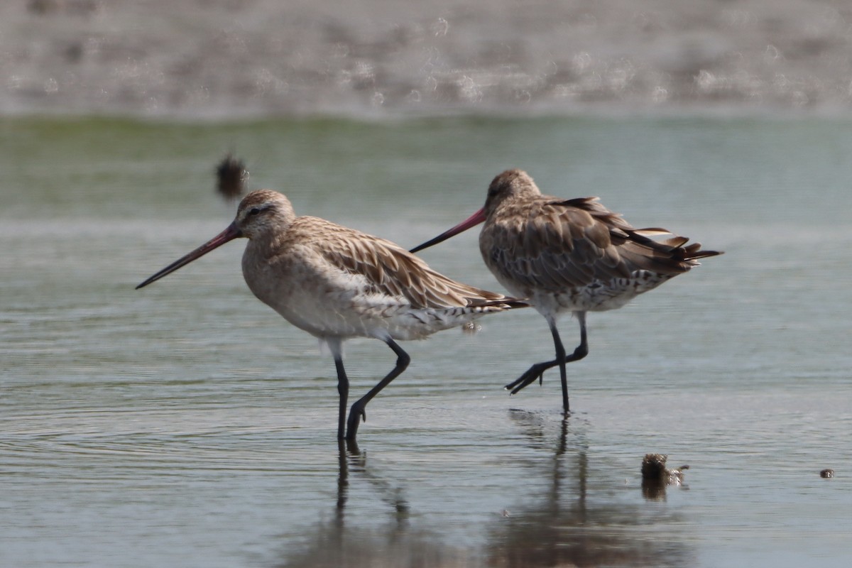 Pfuhlschnepfe - ML644302805