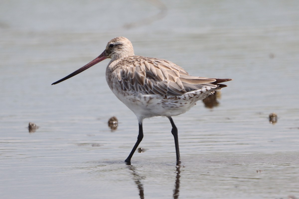 Pfuhlschnepfe - ML644302806