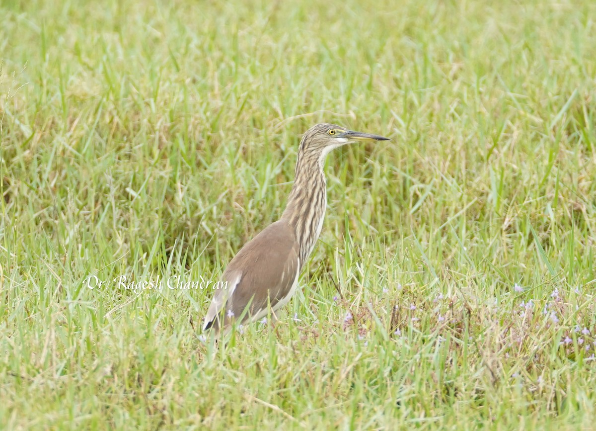 Indian Pond-Heron - ML644302812