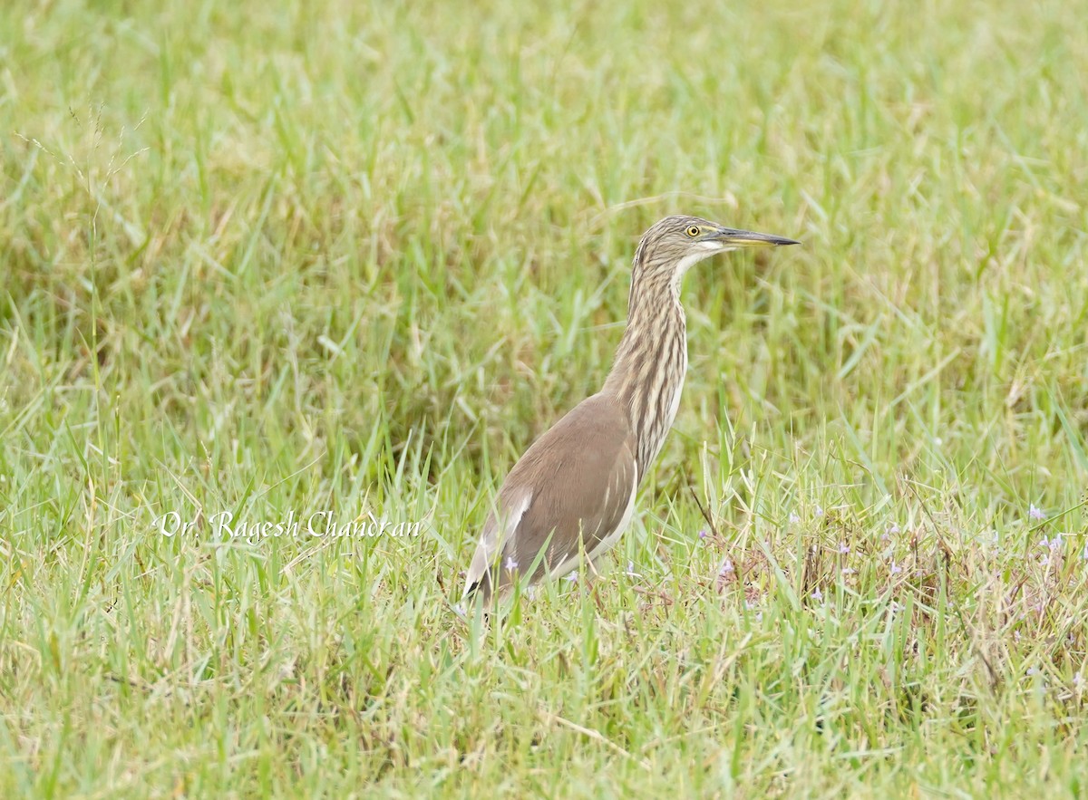Indian Pond-Heron - ML644302813