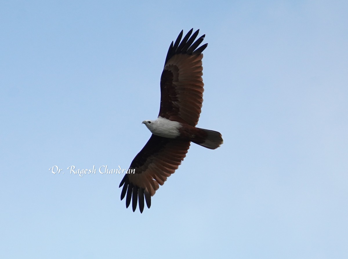 Brahminy Kite - ML644302816