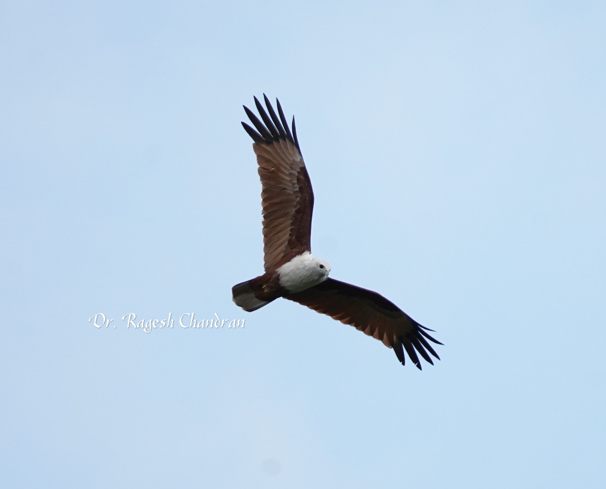 Brahminy Kite - ML644302817