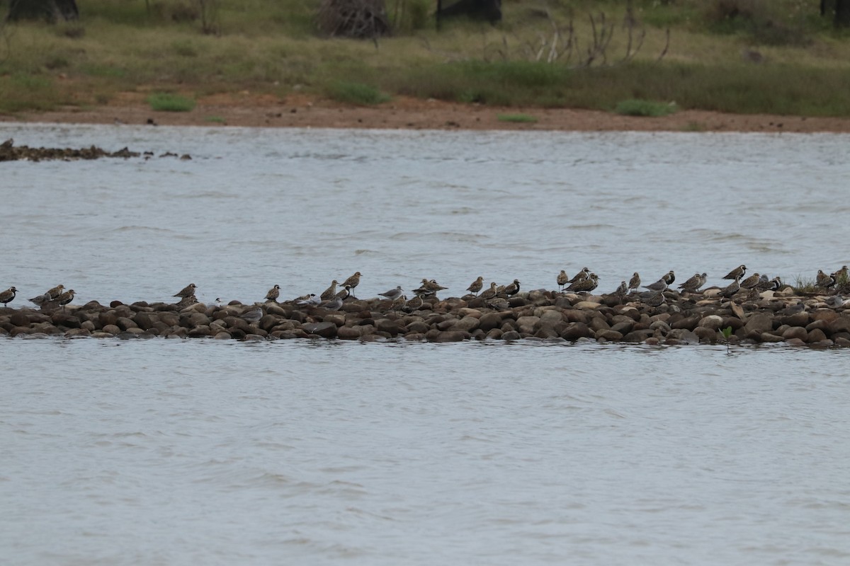 ムナグロ - ML644302824