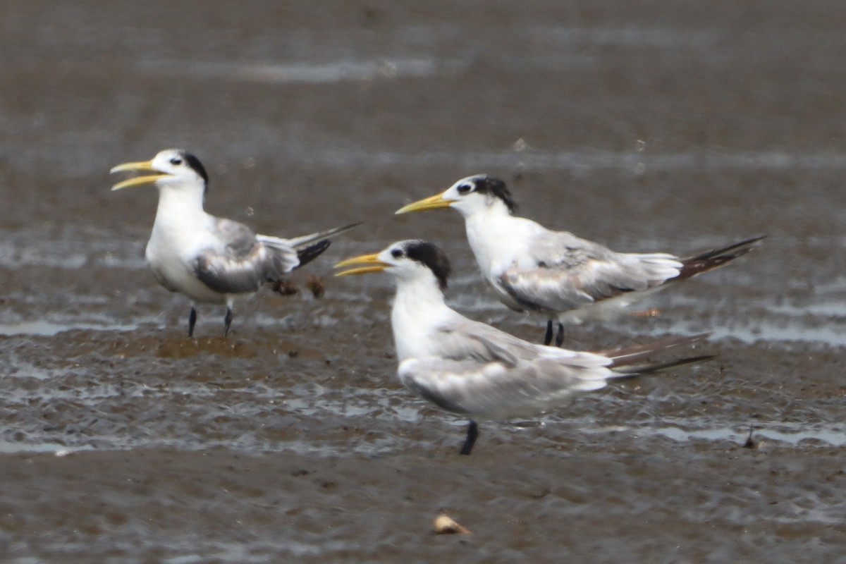 Eilseeschwalbe - ML644302827