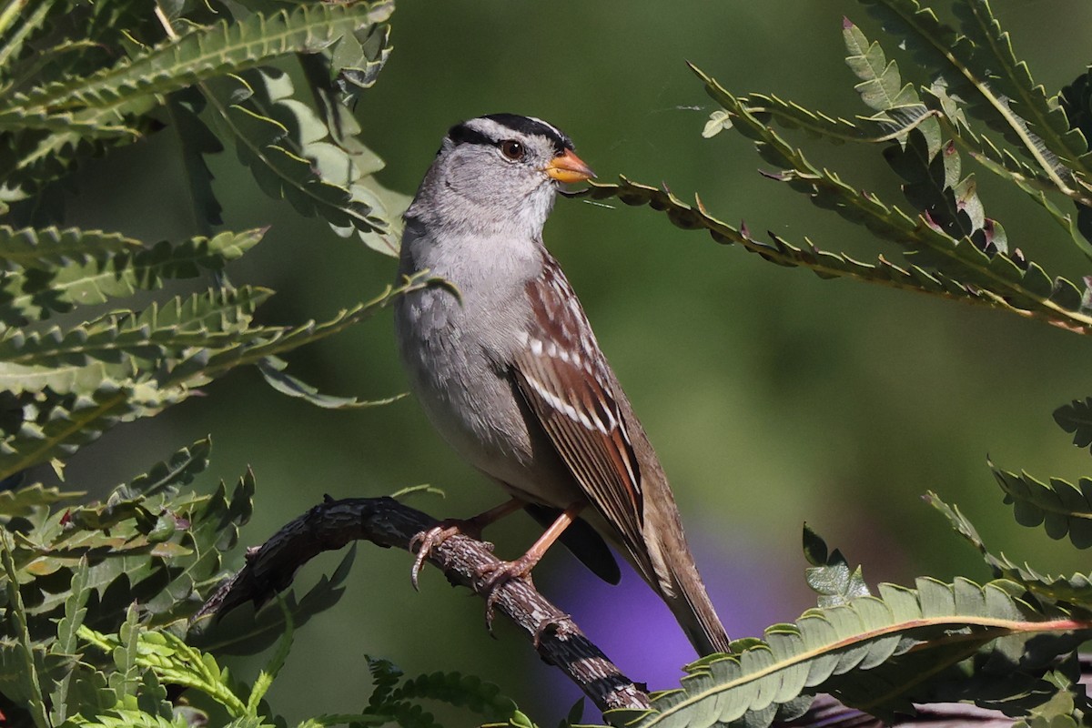 Porsuk Serçesi - ML644302828