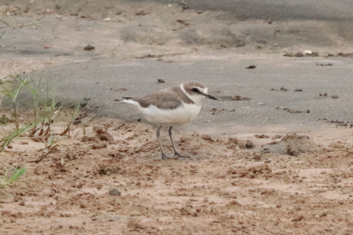 シロチドリ - ML644302830