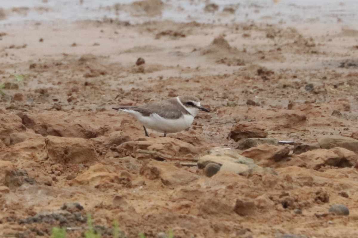 シロチドリ - ML644302832