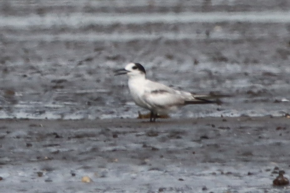 rybák obecný - ML644302833