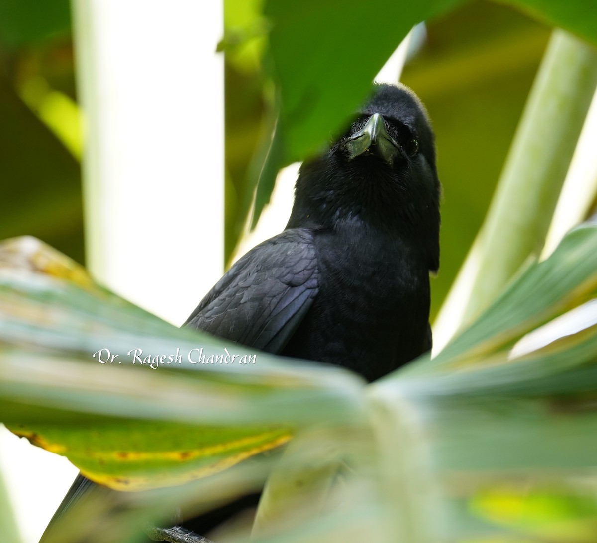 Ворона великодзьоба - ML644302834