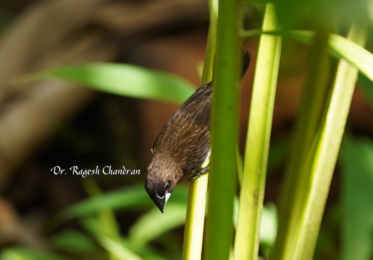 White-rumped Munia - ML644302847