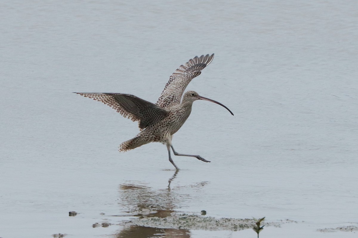 ホウロクシギ - ML644302866