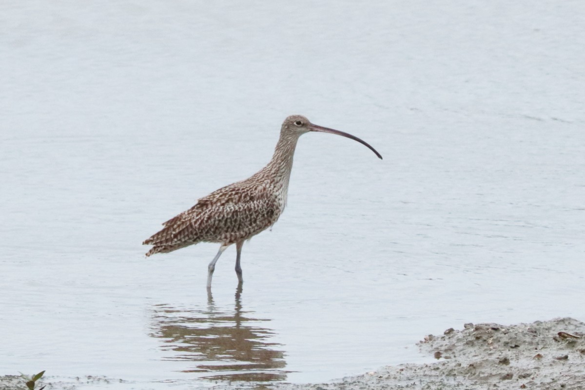 ホウロクシギ - ML644302867