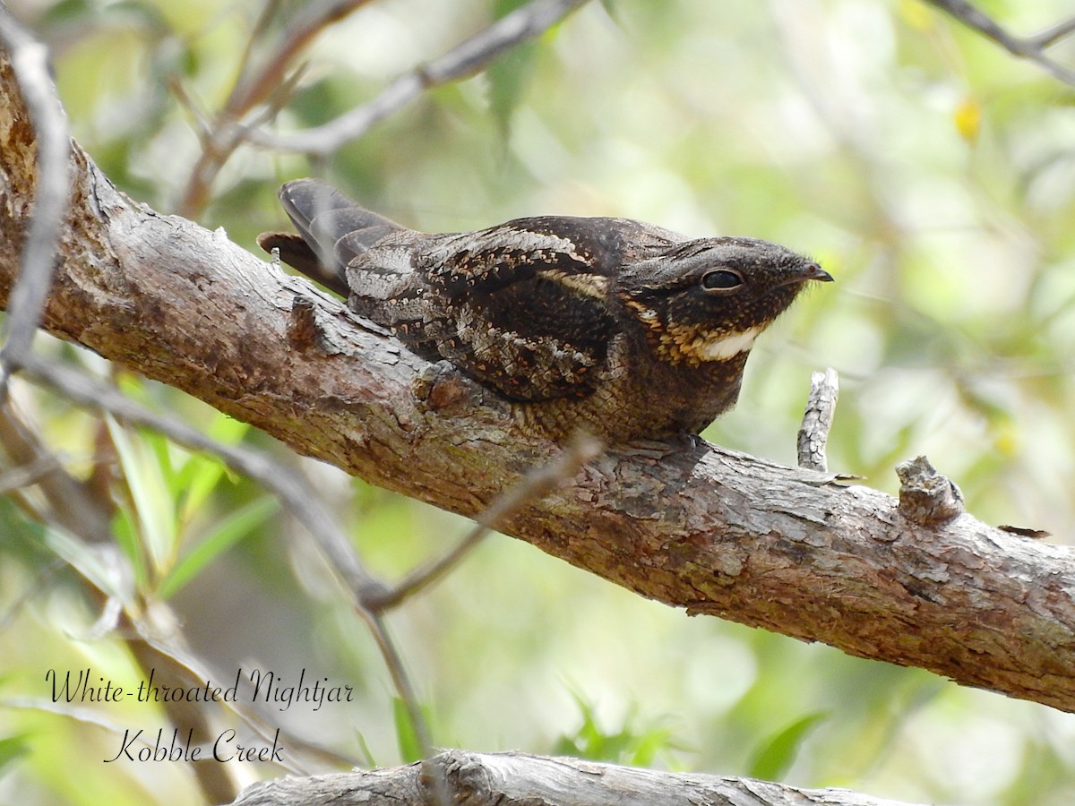 White-throated Nightjar - ML644302877