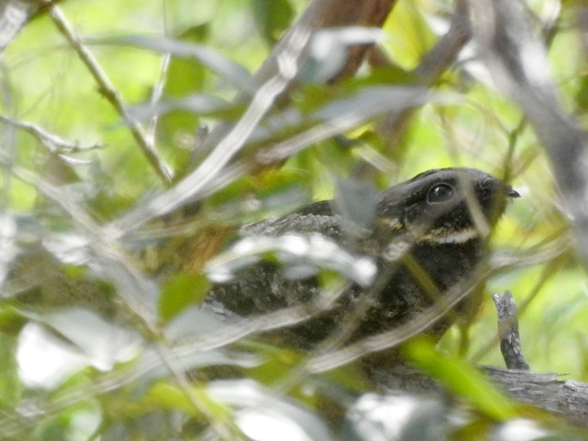 White-throated Nightjar - ML644302883