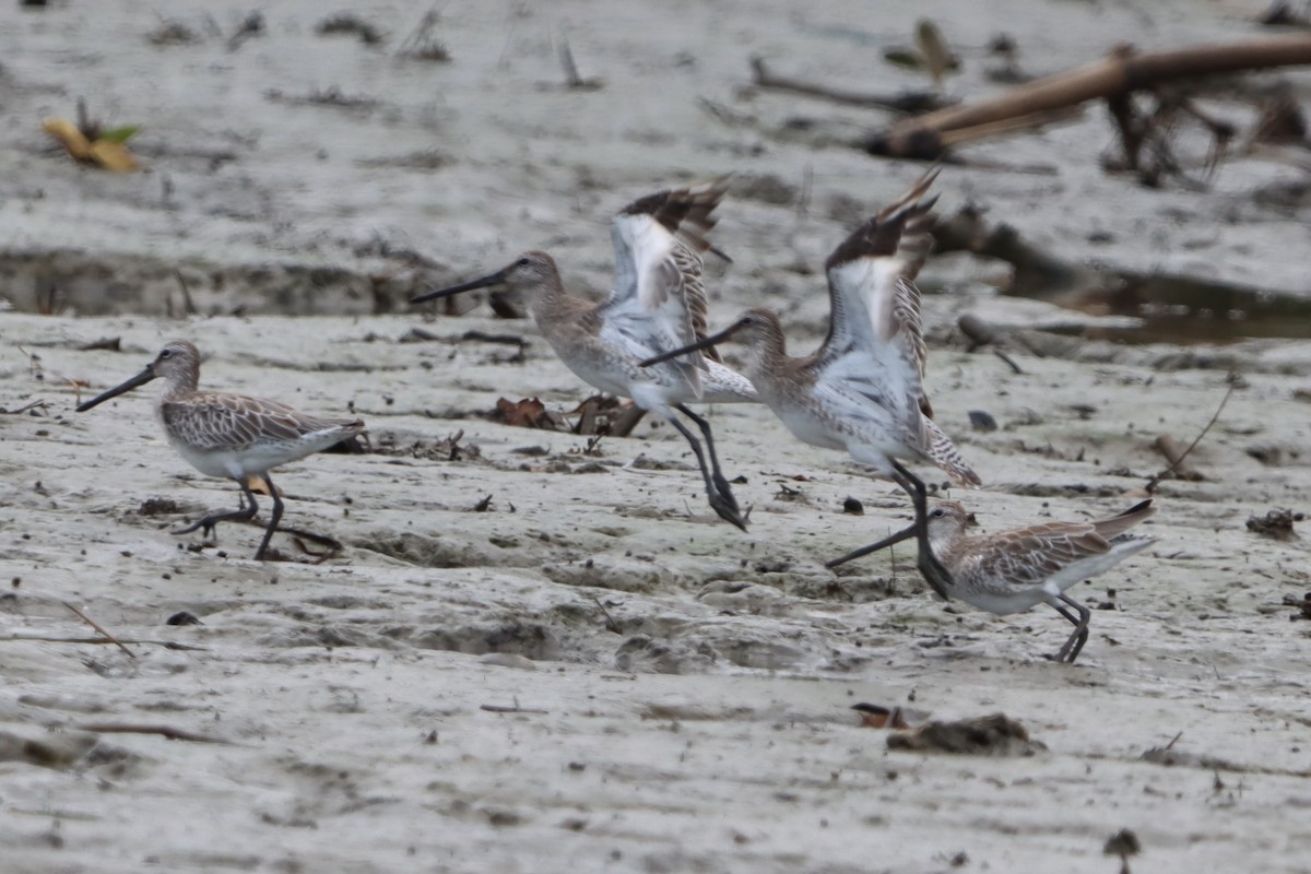 Steppenschlammläufer - ML644302886