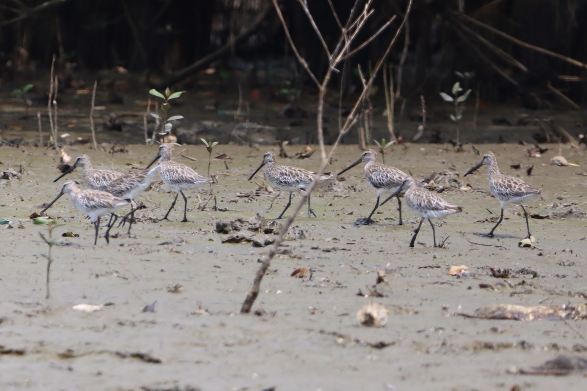 Steppenschlammläufer - ML644302887