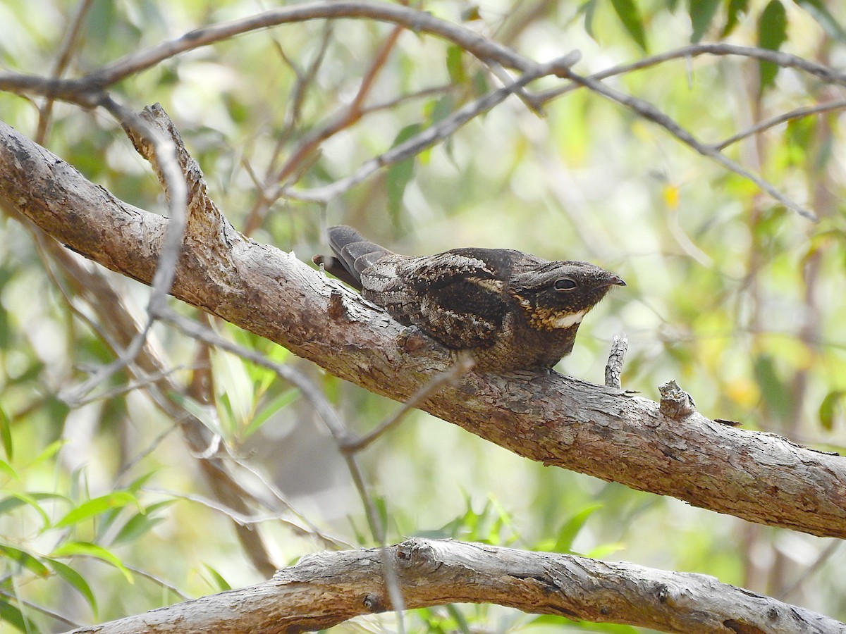 White-throated Nightjar - ML644302888