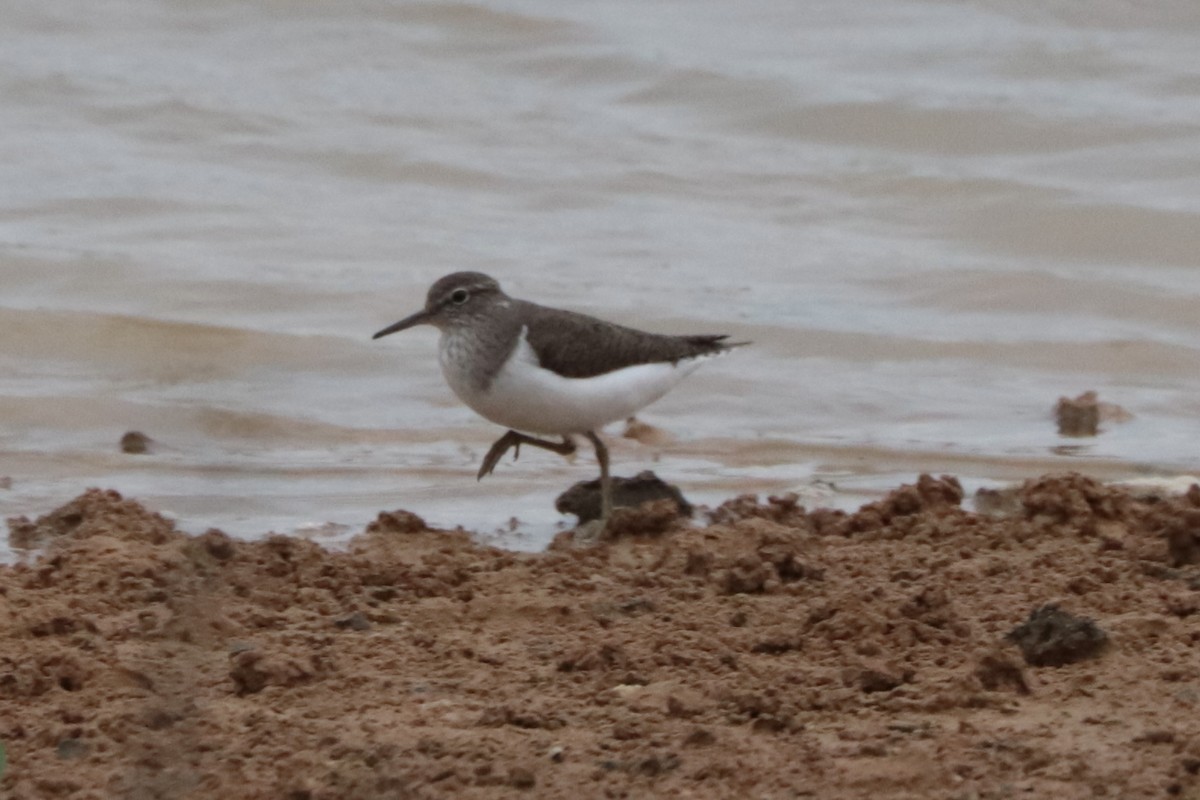 イソシギ - ML644302890