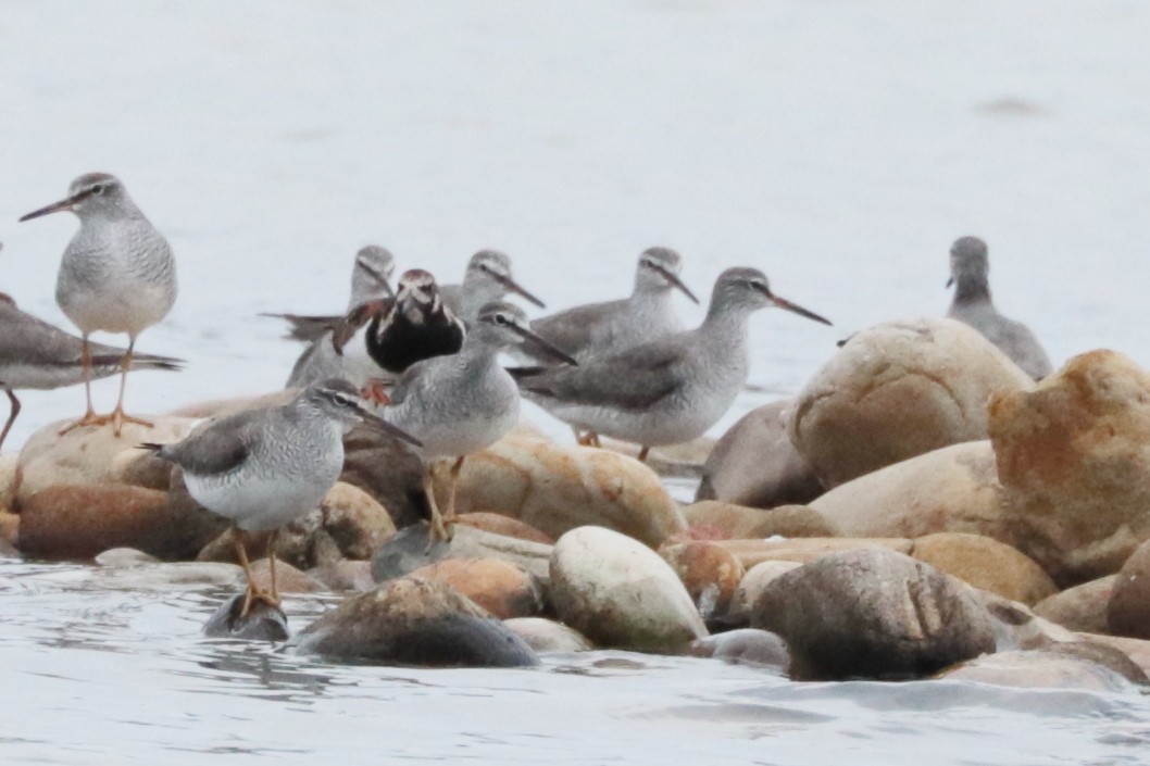 キアシシギ - ML644302895