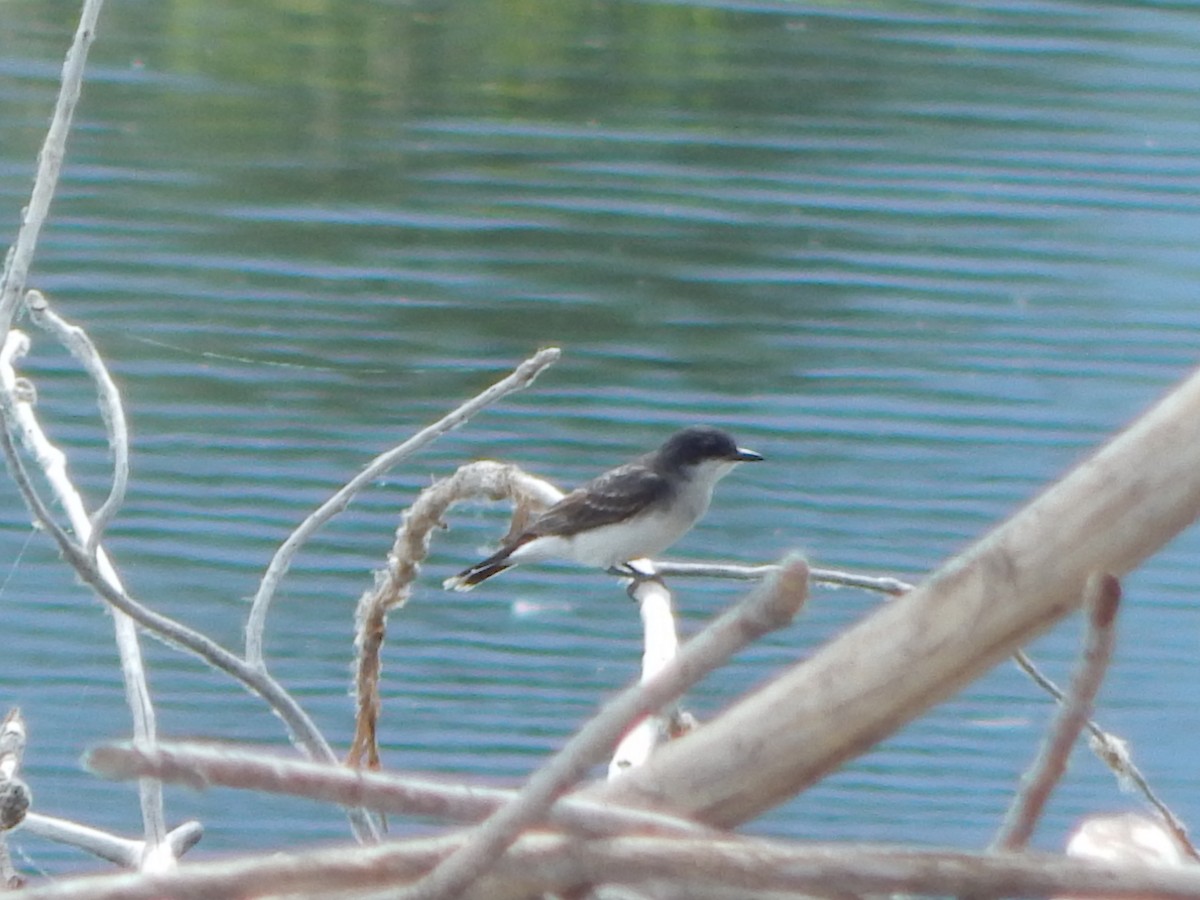 Schieferrücken-Königstyrann - ML644302897