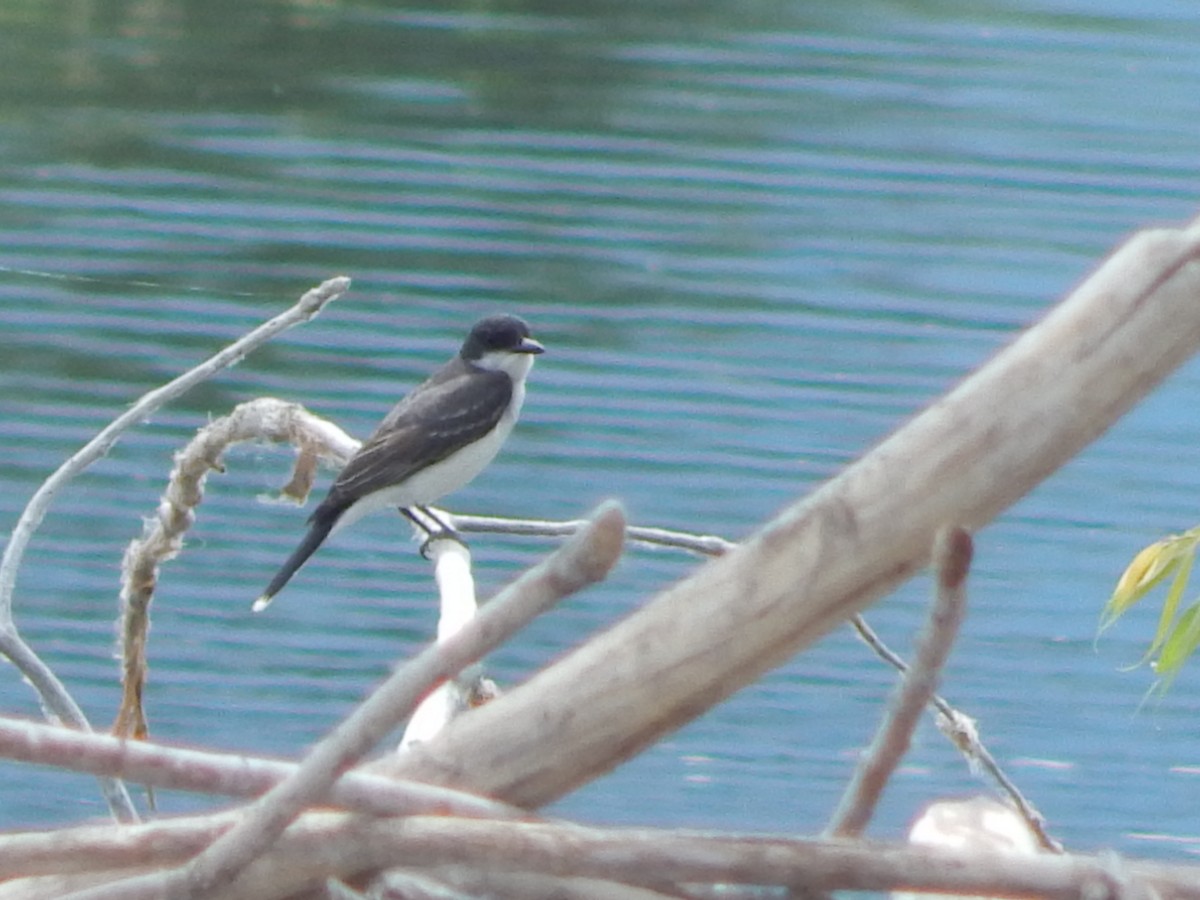 Schieferrücken-Königstyrann - ML644302898