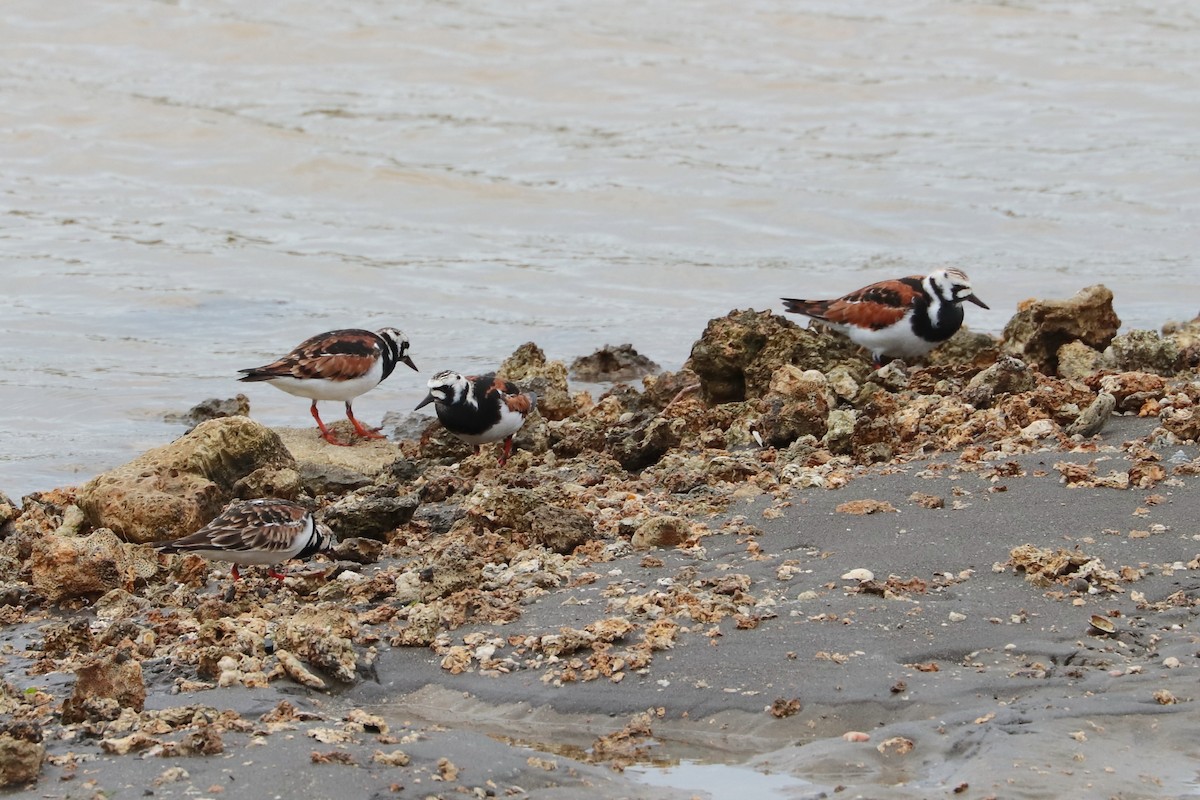 キョウジョシギ - ML644302903