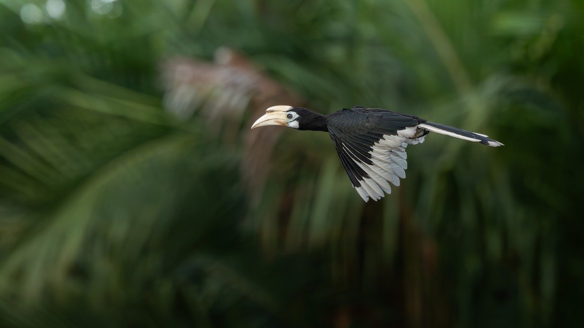 キタカササギサイチョウ - ML644302921