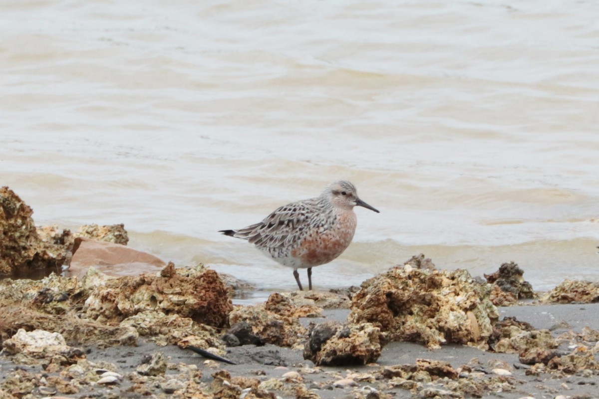 コオバシギ - ML644302922