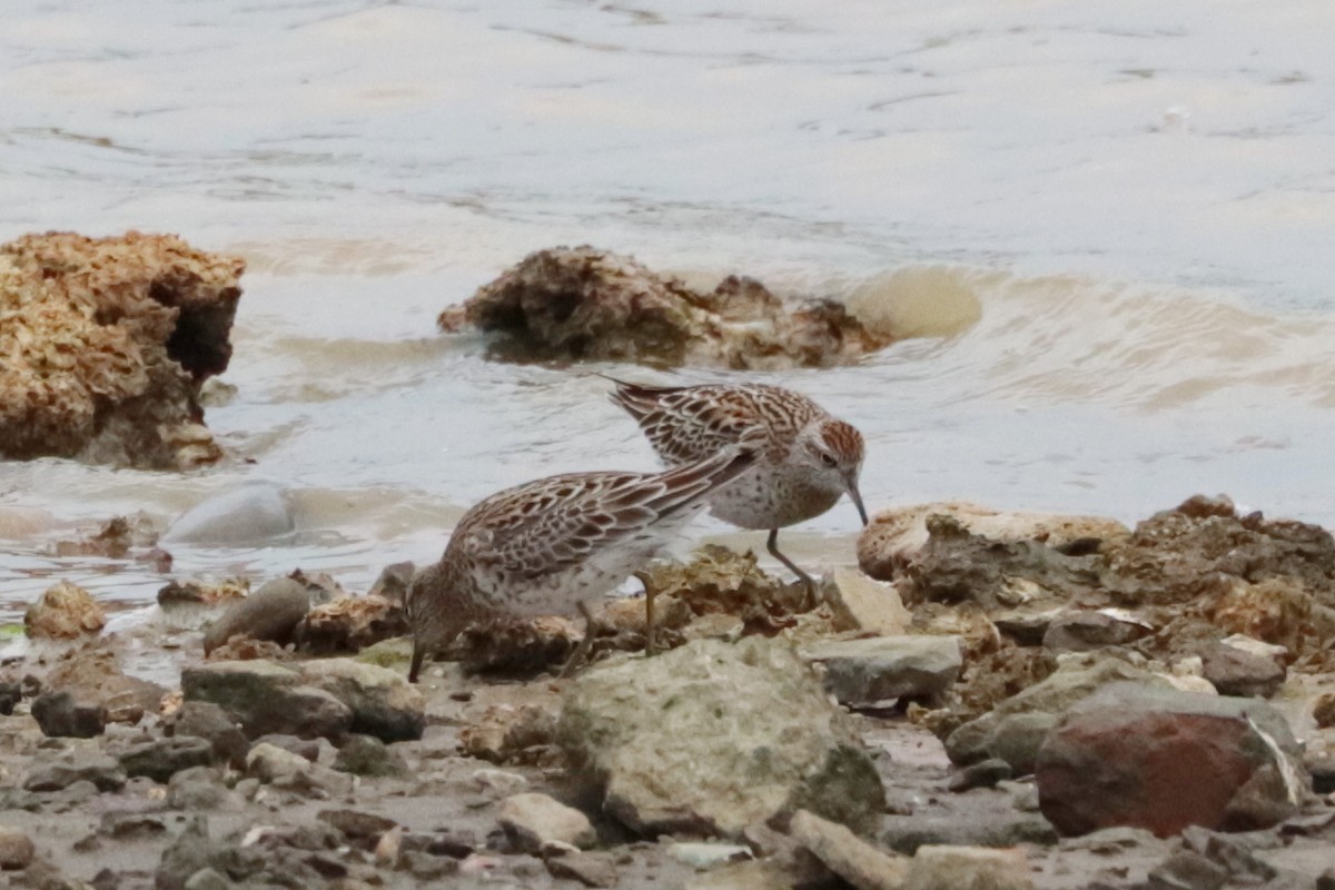 ウズラシギ - ML644302929