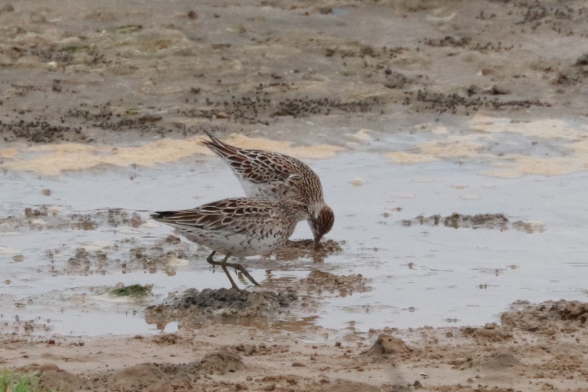 ウズラシギ - ML644302932