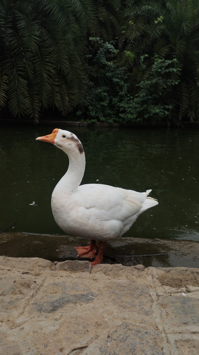 Antzara hankagorrizta (etxekoa) - ML644302952