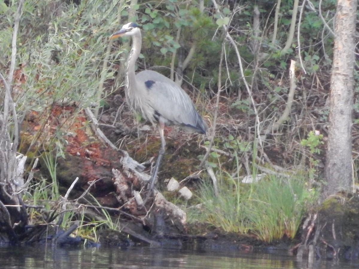 Koartza hauskara amerikarra - ML644302954