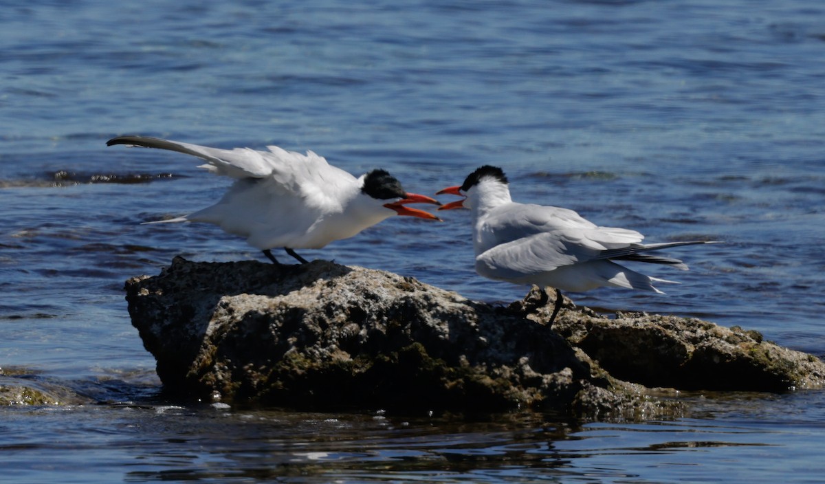 Txenada mokogorria - ML644302956