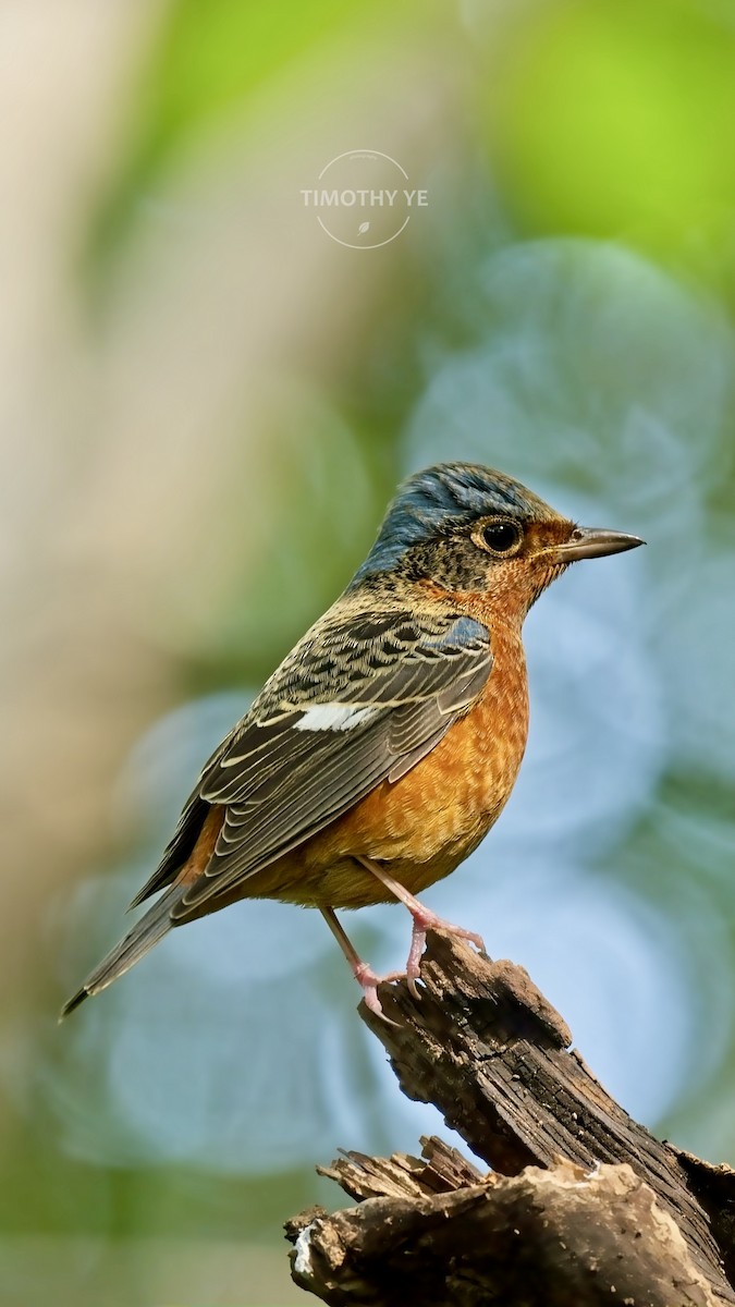 White-throated Rock-Thrush - ML644302957