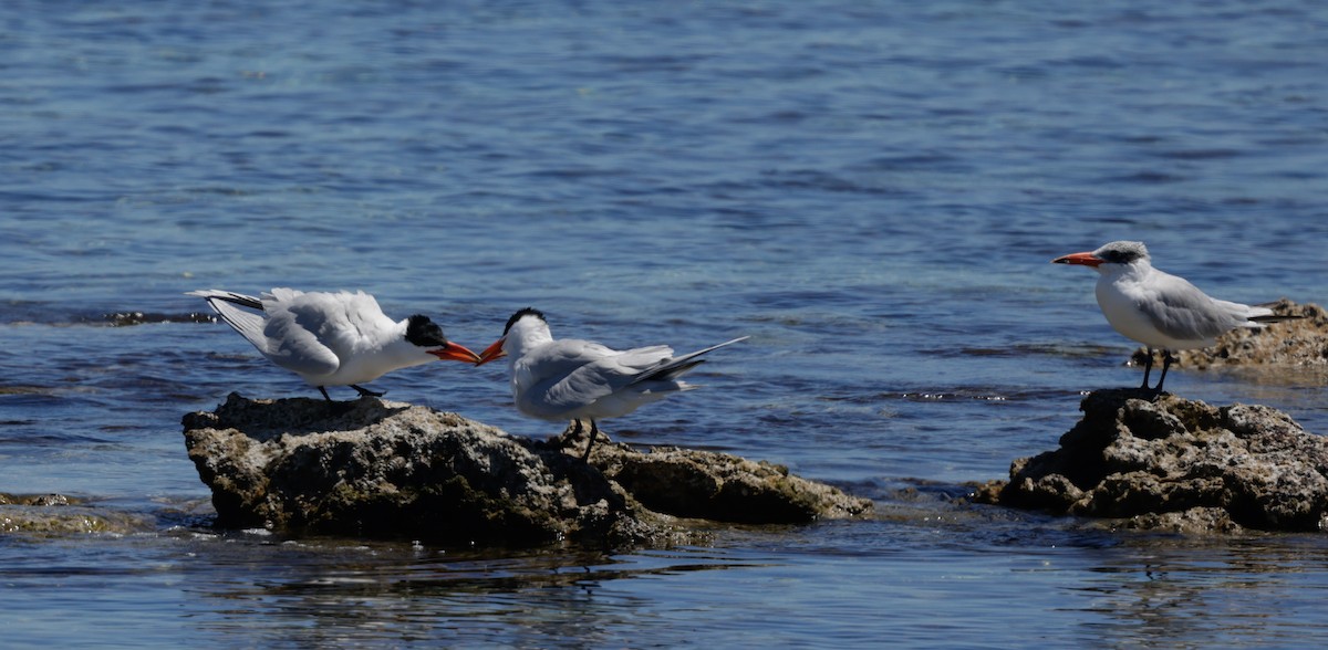 Txenada mokogorria - ML644302958