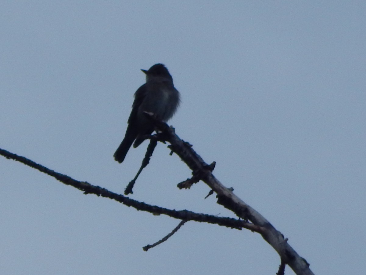 Western Wood-Pewee - ML644302959