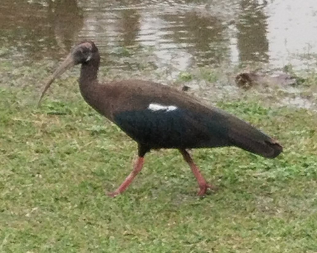 Red-naped Ibis - ML644302960